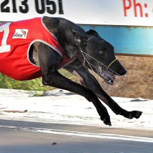 Kensa | Race A Chaser Greyhound Syndicates